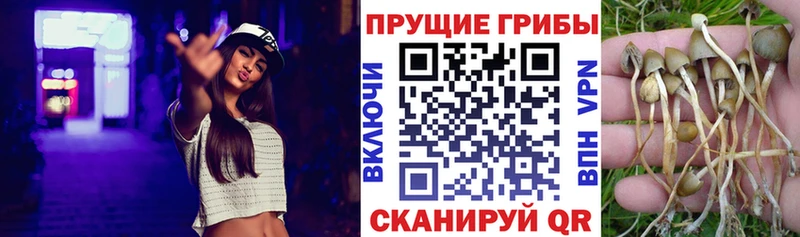 кракен рабочий сайт  Кашин  Псилоцибиновые грибы Psilocybe 